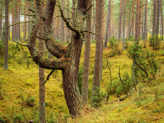 Obraz premium tree trunk in a deep moody forest in autumn season in a rainy day. wild nature background