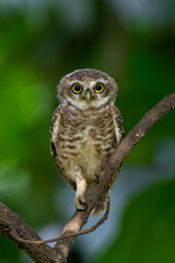 owl on branch