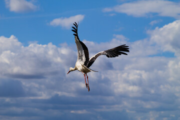White Stork flying with blue sky. Ciconia ciconia