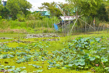Lotus fields, lake lilies and southern fishing gear