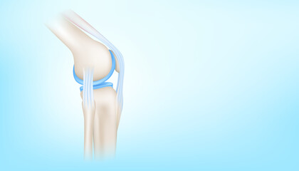 Knee joint with healthy cartilage side on blue background with copy space for text. ฺBone human skeleton anatomy of the body. Medical health care science concept. Realistic 3D Vector illustration.