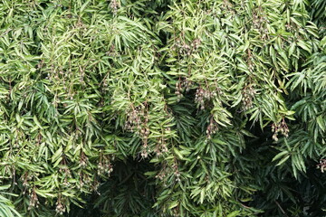 Small mangos growing in a mango tree