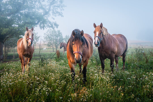 Ardenner horses in morning mist