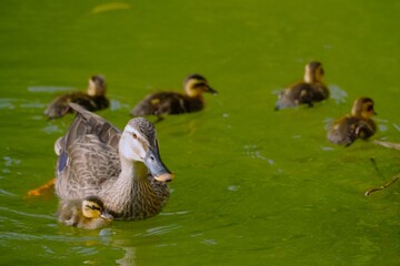 カルガモの親子