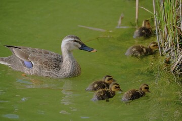 カルガモの親子