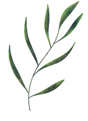 Hand drawn green branch on a white background.