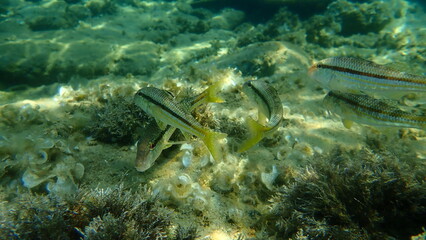 Striped red mullet or surmullet (Mullus surmuletus) undersea, Aegean Sea, Greece, Halkidiki 
