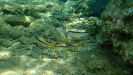 Striped red mullet or surmullet (Mullus surmuletus) undersea, Aegean Sea, Greece, Halkidiki 