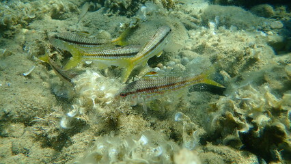 Naklejka na ściany i meble Striped red mullet or surmullet (Mullus surmuletus) undersea, Aegean Sea, Greece, Halkidiki 