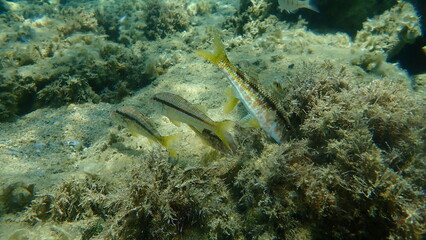 Striped red mullet or surmullet (Mullus surmuletus) undersea, Aegean Sea, Greece, Halkidiki 