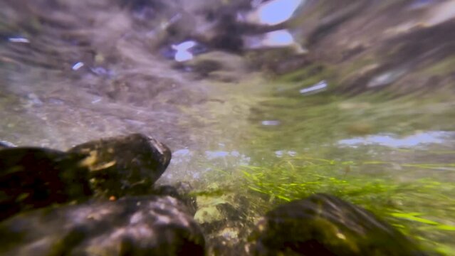 Ambleve river filmed underwater with stones and weed at the Belgian Ardennes