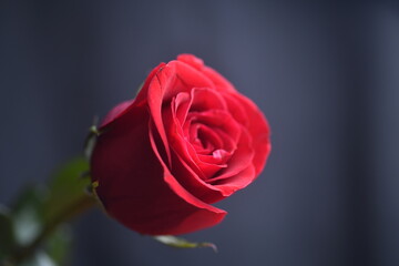 Red rose on wooden table 