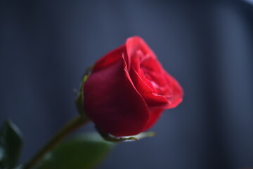 Red rose on wooden table 