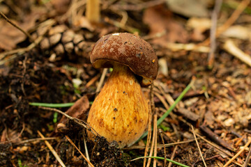 Beautiful Imleria Badia, commonly known as the bay bolete mushroom, among the autumn leaves, photographed in the forest undergrowth. Close-up.