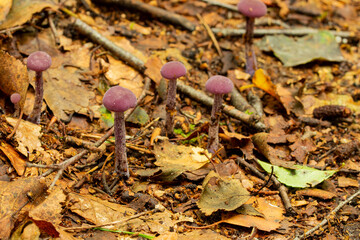 Beautiful Laccaria Amethystina, commonly known as the amethyst deceiver mushroom. Among the autumn...