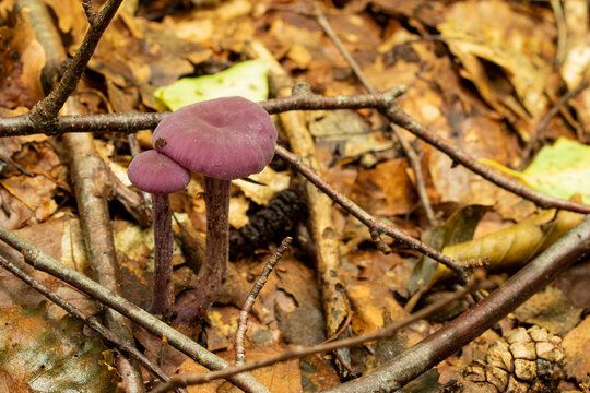 Beautiful Laccaria Amethystina, commonly known as the amethyst deceiver mushroom. Among the autumn leaves, photographed in the forest undergrowth. Close-up.