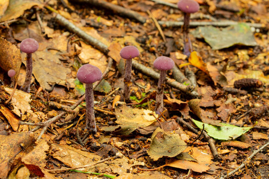 Beautiful Laccaria Amethystina, commonly known as the amethyst deceiver mushroom. Among the autumn leaves, photographed in the forest undergrowth. Close-up.
