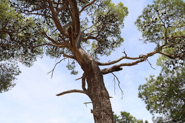Pine forest on the Adriatic coast in Croatia