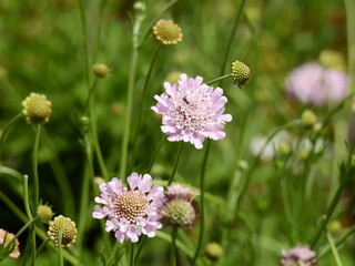 flower in the grass
