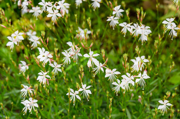 White Gaura Flowers (Wandflower)