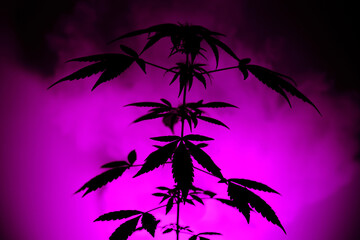 Silhouette of hemp on a bright purple background with smoke. Colorful background that highlights marijuana leaves
