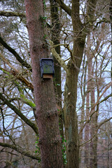 Modern design bat house made of wood and concrete with a drawing of a bat. Located in a forest on a...