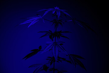 Fototapeta na wymiar The silhouette of cannabis is illuminated by blue light.