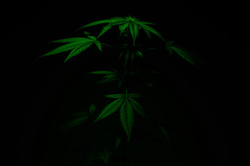 Cannabis with deep green leaves that can be seen in the dark. Black background