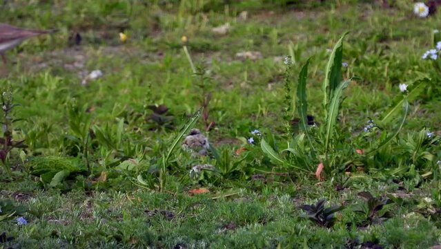 Flussregenpfeifer&nbsp;(Charadrius dubius) mit Jungen
