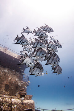 Bahamas, Nassau, School of Butterflyfish swimming near rusty part of shipwreck