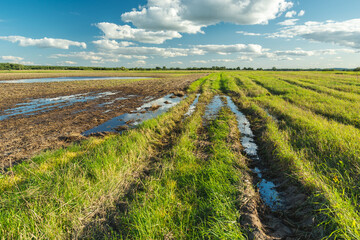 Fototapeta na wymiar Flooded field and green meadow after rain