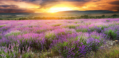 Naklejka premium Meadow of lavender.