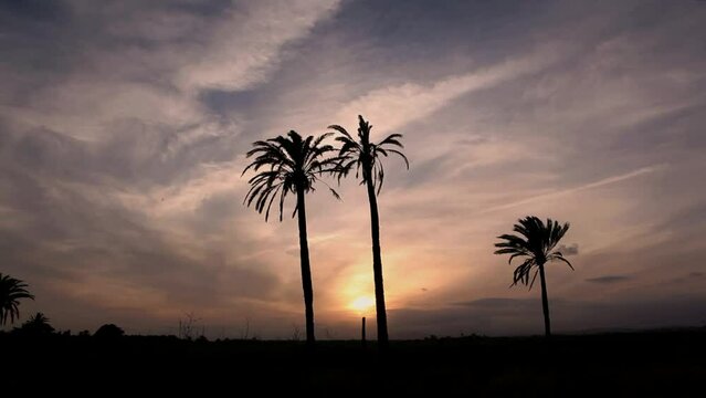 Sun goes down over mountain hill and palm tree