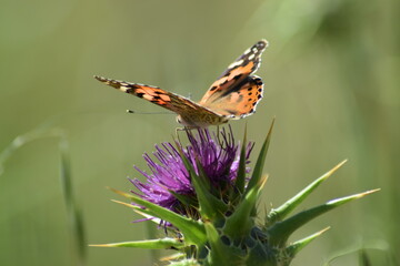 Mariposa, bicho, escarabajo, insecto, naturaleza, flora, flor primavera