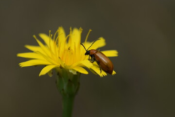 Mariposa, bicho, escarabajo, insecto, naturaleza, flora, flor primavera