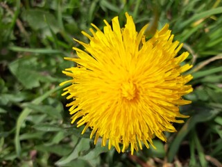 dandelion