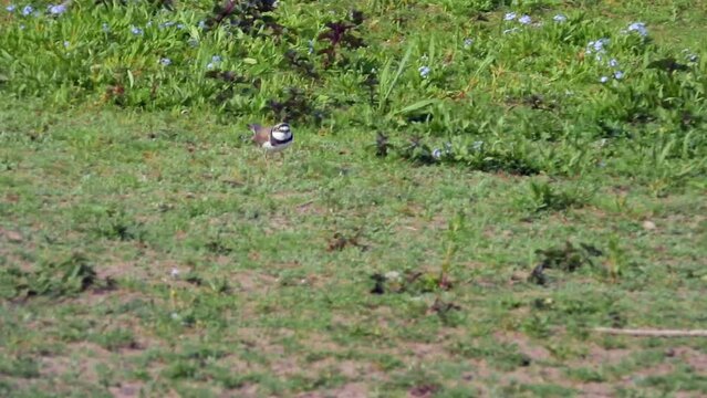 Flussregenpfeifer&nbsp;(Charadrius dubius) mit Jungen