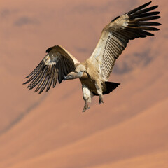Cape vulture with wings spread open