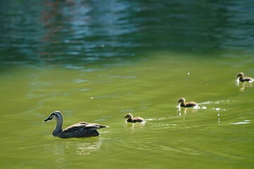 カルガモの親子