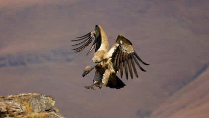 Cape vulture with wings spread open