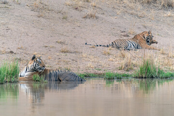 Fototapeta na wymiar Tiger, Bengal Tiger and his subadult cub (Panthera tigris Tigris) near a lake in Bandhavgarh National Park in India. Reflection in the water. 