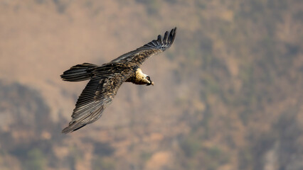 a bearded vulture doing a fly-by