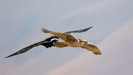 a Lanner falcon in flight