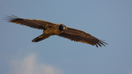 a bearded vulture gliding in a blue sky background