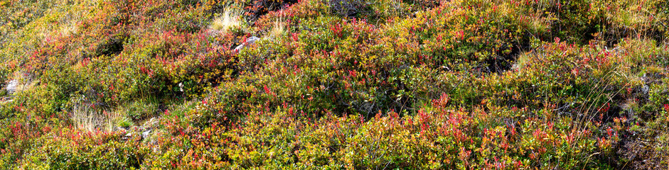 Panoramic view of a slope with lingonberry shrubs with partly red leaves on an alp at late summer...