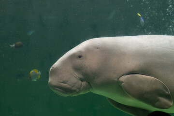 Naklejka premium 泳ぐジュゴン