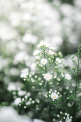 close up of a white flower in a garden 