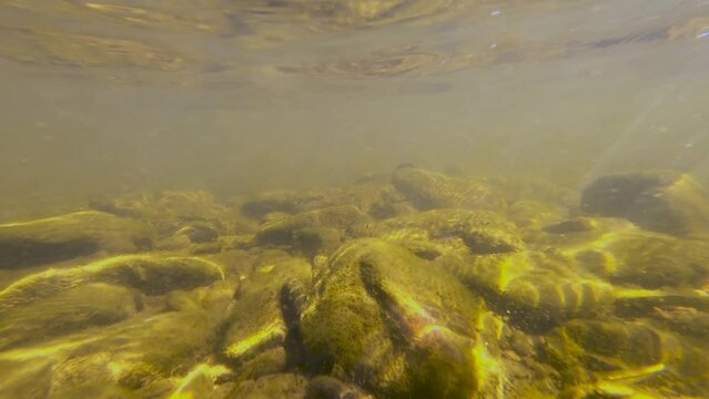 Ambleve river filmed underwater with stones and fish at the Belgian Ardennes