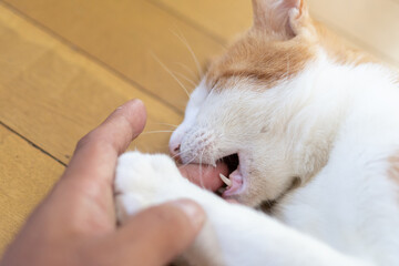 手を噛む猫　茶トラ白