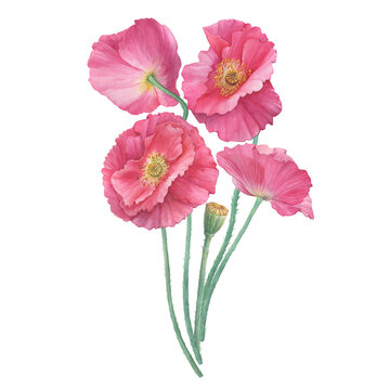 Bouquet with pink Shirley poppie flower (Papaver rhoeas). Floral botanical greeting card. Hand drawn watercolor painting illustration isolated on white background.